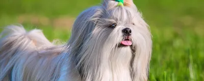 Самые милые породы собак в мире | ВКонтакте