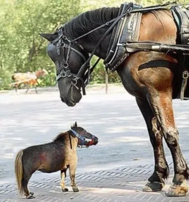 Как выглядит самая маленькая лошадь в мире