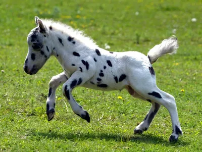 Самая маленькая лошадь в мире | О животных и людях | Дзен