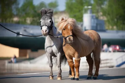 Самые маленькие лошади в мире: рейтинг самых крошечных пород лошадей с  названиями, описанием и фотографиями
