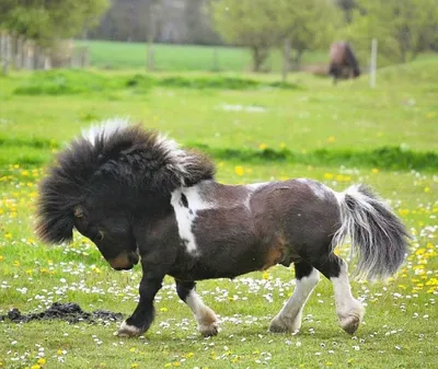 Порода лошадей фалабелла - картинки и фото poknok.art