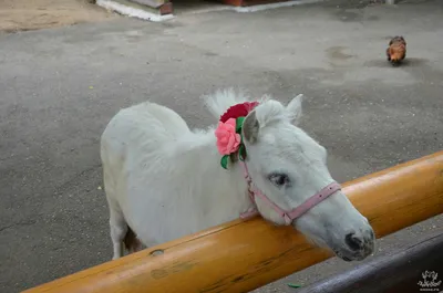Американская миниатюрная лошадь (American miniature horse) — Зоопарк  «Лимпопо» г. Нижний Новгород – Нижегородский зоопарк