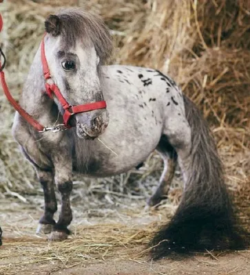 Меньше борзой: посмотрите на самую маленькую лошадку в мире - 10.09.2019,  Sputnik Беларусь