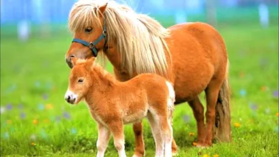 О мини лошадях: самые маленькие лошадки, миниатюрные породы мира