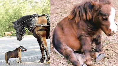 Самая маленькая лошадка в мире! Маленькая лошадка Май литл пони в реальной  жизни! Животные для детей - YouTube