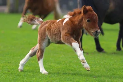 Какая самая маленькая лошадь в мире? | russskii. | Дзен
