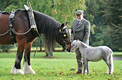 Пони ➨ мини-лошадь, описание, фото, питание, потомство, спорт