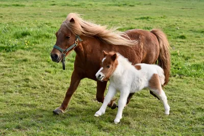 Как живет самая маленькая лошадь в мире? | Фантазёр | Дзен