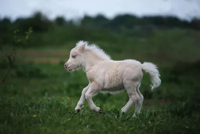 Мечтала стать принцессой, а оказалась на ферме: подаренные лошади изменили  жизнь челябинки - KP.RU