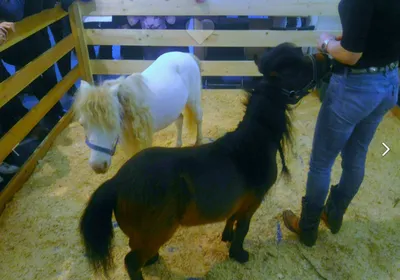 Пони: маленькие, но очень сильные лошадки!» — создано в Шедевруме