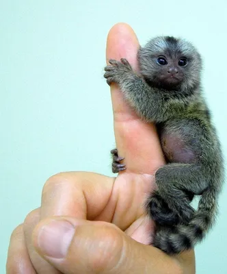 Мармозетка - самая маленькая в мире обезьянка | Пикабу