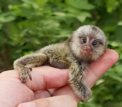 Карликовая мартышка, самая маленькая обезьяна в мире 🐒 | Planet Earth |  Дзен