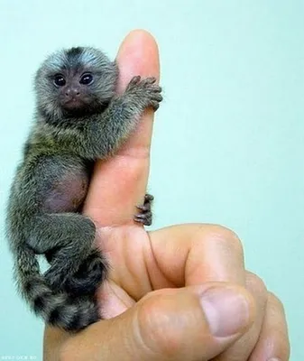 Самая маленькая обезьянка в мире …» — создано в Шедевруме