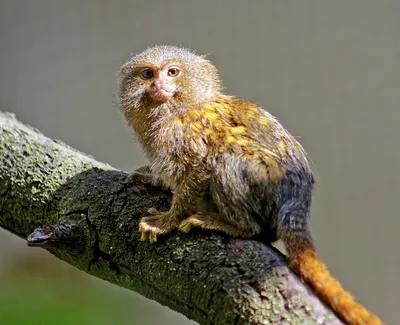 Знакомьтесь: самая маленькая обезьянка в мире