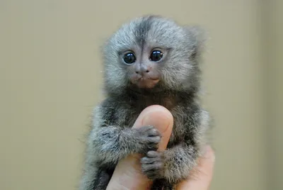 PYGMY MARMOSET: The smallest monkey in the world - YouTube