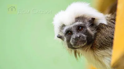 Самая маленькая обезьянка в мире из Южной Америки