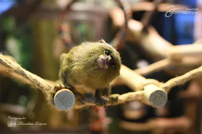 CCTV - Карликовая мартышка - самая маленькая обезьяна У... | فېسبوک