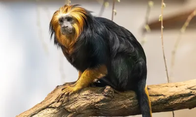 Карликовая игрунка – самая маленькая обезьянка в мире | ЗооБлог
