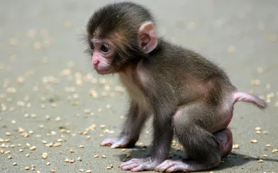 Самая маленькая обезьяна — Фото №99712