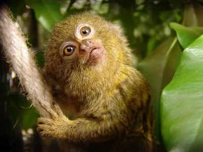 Мармозетка - самая маленькая обезьяна в мире» — создано в Шедевруме