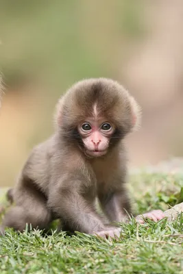 Самая маленькая в мире обезьяна - YouTube