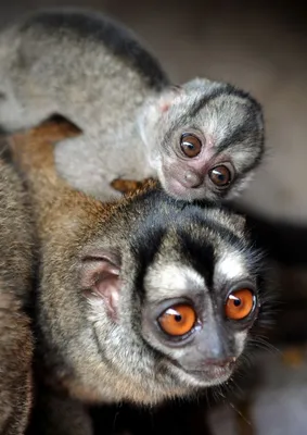 пигмея мармосет цебуэлла пигмея самая маленькая обезьянка в мире. Стоковое  Фото - изображение насчитывающей обезьяны, подбородок: 269528180