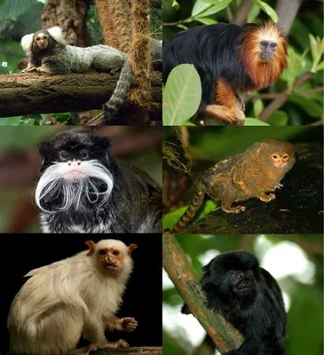 Маленькие обезьянки (54 фото) - красивые фото