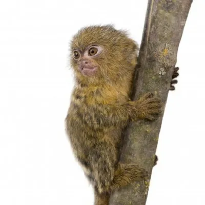 Карликовые игрунки -самая маленькая обезьяна в мире. - Детский Портал Знаний