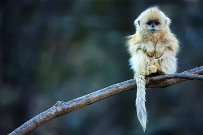 Маленькая обезьянка-ревун » BigPicture.ru