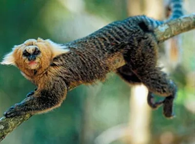 Карликовая мартышка – самая маленькая обезьянка (18 фото) » Невседома