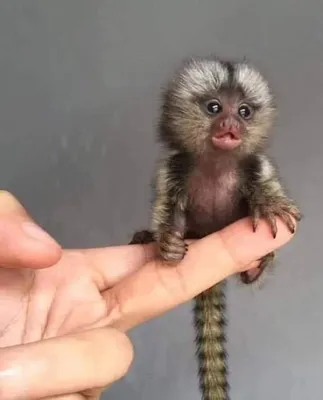 Cebuella pygmaea: самая маленькая обезьянка в мире