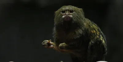 Маленькая обезьянка игрунка в домашних условиях | Пальчиковая обезьяна |  Мармозетка - YouTube