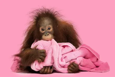 В Южной Америке обнаружен вид самых крошечных обезьян в мире - Телеграф