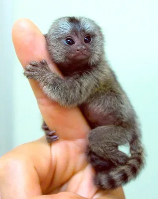 Красноярский зоопарк показал родившихся мини-обезьян