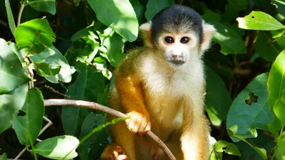 Самая маленькая обезьяна - 77 фото