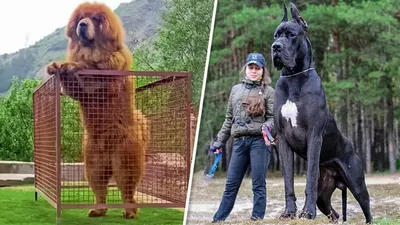Топ 5 самых больших собак в мире. Интересные факты о собаках - YouTube