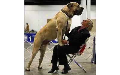 Самые большие в мире собаки • OTDIH.PRO