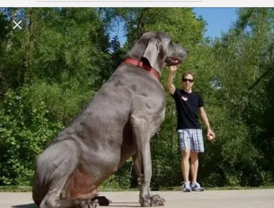При виде нее дух захватывает: самая большая собака в мире