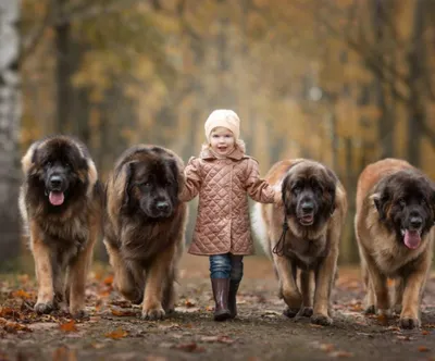 ✓ Самые большие собаки в мире - YouTube