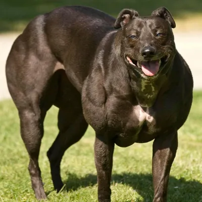 Самая опасная собака в мире | Givotniymir.ru | Дзен