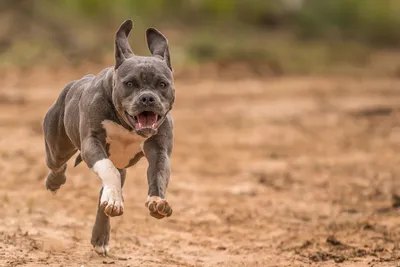 Осторожно, злая собака: Топ-5 самых агрессивных пород псов, по мнению  кинологов