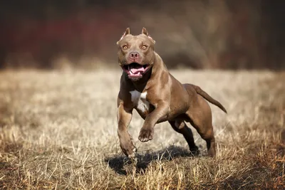 Самые Бесстрашные и Опасные Собаки в Мире! Эти Псы Запрещены Во Всех  Странах Мира - YouTube