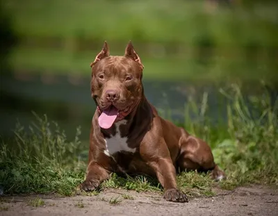 Самые опасные собаки в мире Топ 10 - Pet-Mir.ru