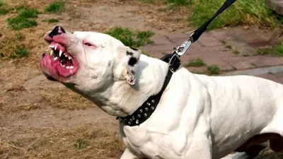 Самая опасная собака в мире (21 лучших фото)