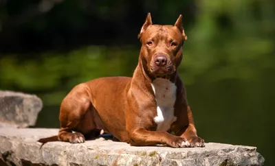 Самая опасная собака в мире - 58 фото
