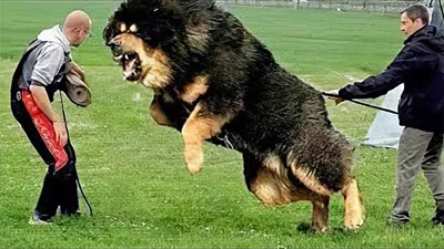 Самые опасные породы собак в мире: Топ-10» — создано в Шедевруме