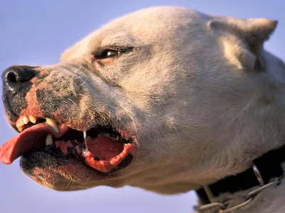Самая злая порода собак в мире - 72 фото