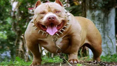 Самая злая собака в мире - 71 фото