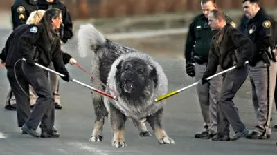 Самая сильная собака на планете - 77 фото