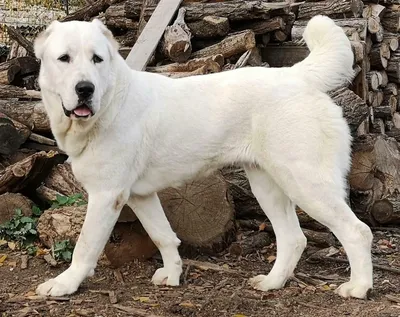 Самые большие собаки в мире: топ-15 | Royal Canin UA